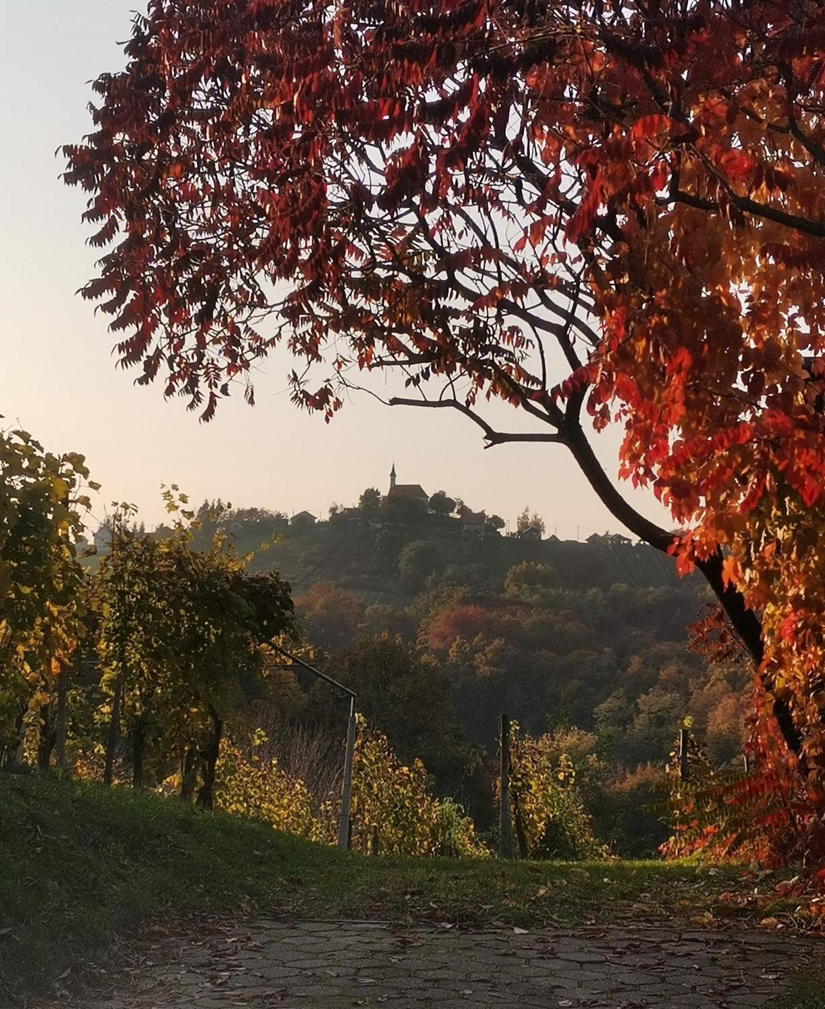 Holiday Home Vitis Selnica Exterior foto